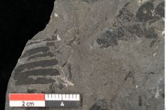 Foto (Detailansicht) von Acrostichites goeppertianus Sch. (NHMW-GEO-2024-0188-10525)